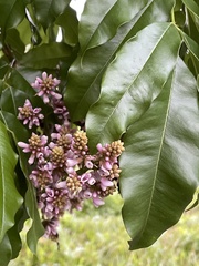 Andira
