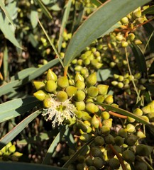 Eucalyptus diversifolia