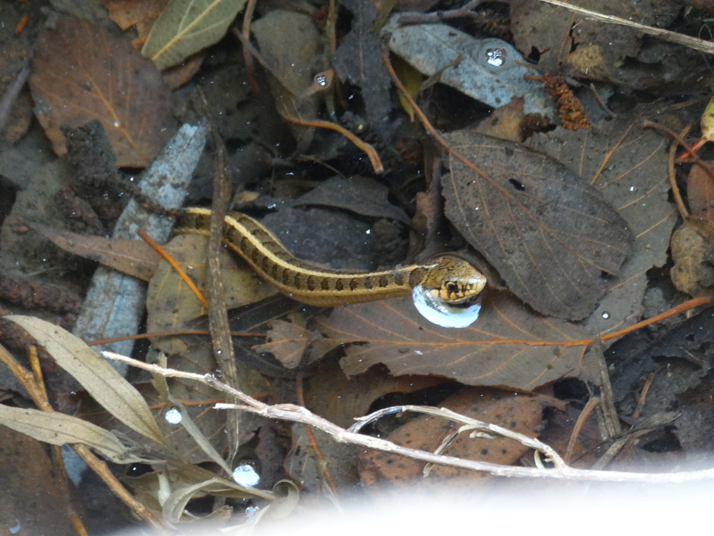 Longtail Alpine Garter Snake