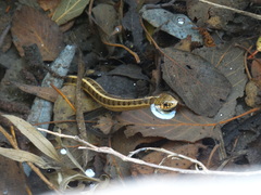 Thamnophis scalaris