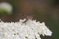 Pyropteron triannuliformis