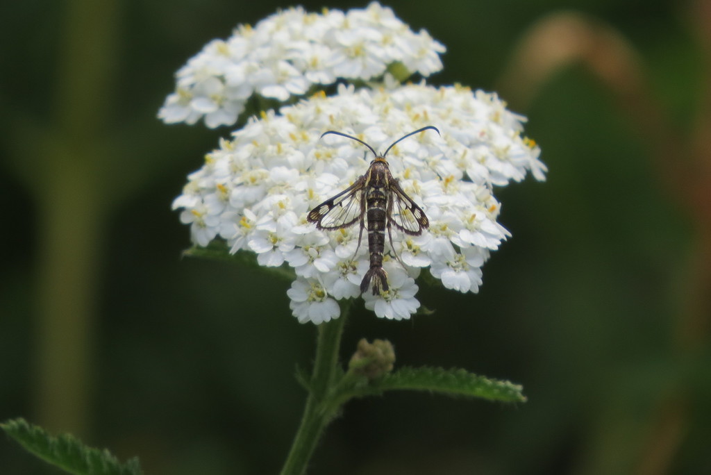 Pyropteron triannuliformis