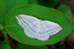 Ditrigona conflexaria