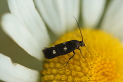 Parascythris muelleri