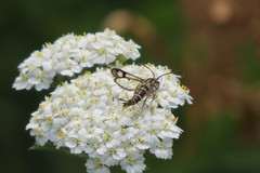 Pyropteron triannuliformis