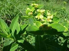 Euphorbia austriaca