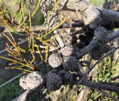 Allocasuarina mackliniana