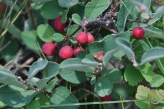 Cotoneaster tjuliniae