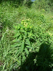 Euphorbia austriaca