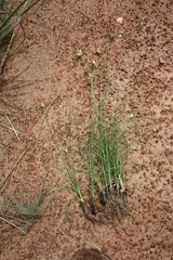 Cyperus karlschumannii