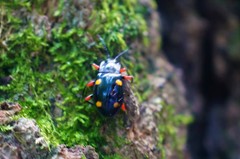 Eumorphus quadriguttatus