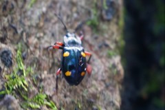 Eumorphus quadriguttatus