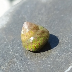 Steromphala divaricata