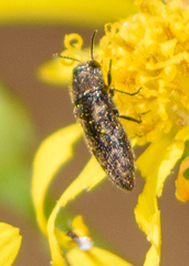 Acmaeodera neglecta
