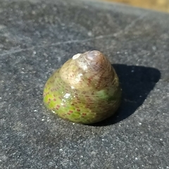 Steromphala divaricata