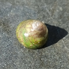 Steromphala divaricata