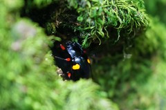 Eumorphus quadriguttatus