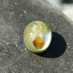 Steromphala divaricata