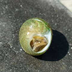 Steromphala divaricata