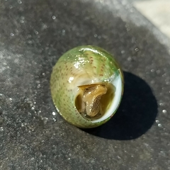 Steromphala divaricata