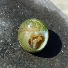 Steromphala divaricata