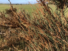 Allocasuarina mackliniana