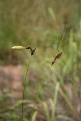 Cyperus karlschumannii