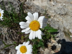 Leucanthemopsis