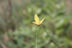 Cyperus karlschumannii
