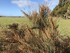Allocasuarina mackliniana