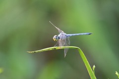 Chalcostephia flavifrons