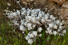 Eriogonum crocatum