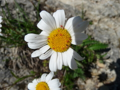 Leucanthemopsis