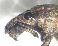 Microcerus