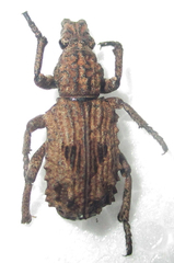 Microcerus