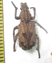 Microcerus