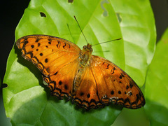 Phalanta eurytis eurytis