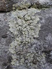 Lepraria membranacea