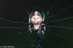 Araneus acuminatus