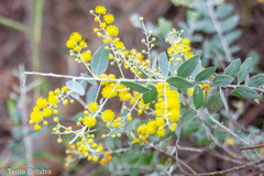 Acacia podalyriifolia