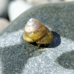 Steromphala divaricata