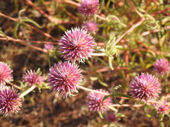 Gomphrena canescens