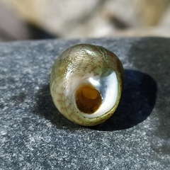 Steromphala divaricata