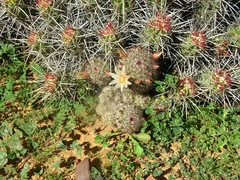 Mammillaria dioica