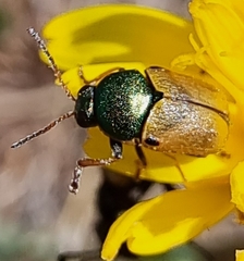 Cryptocephalus laetus