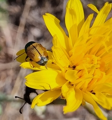 Cryptocephalus laetus