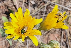 Cryptocephalus laetus