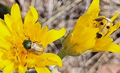 Cryptocephalus laetus