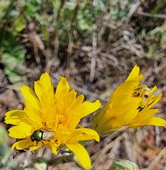 Cryptocephalus laetus