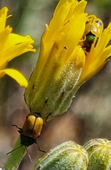 Cryptocephalus laetus